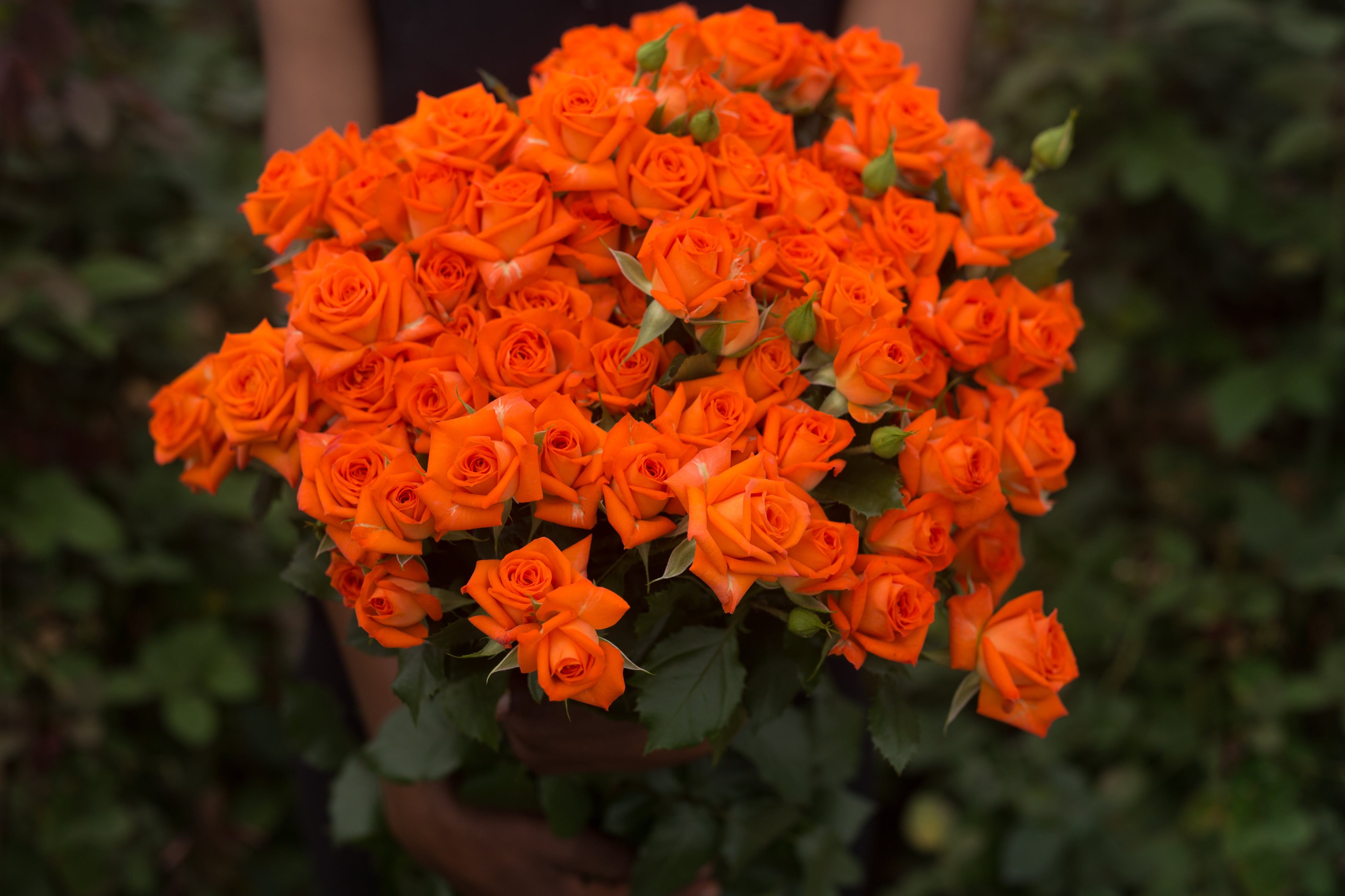 ROSE BR. FELLINI 50